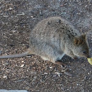 Quokka