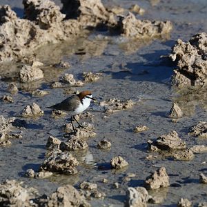 Red-capped Plover
