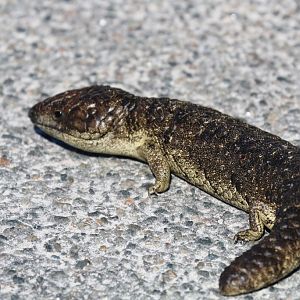 Rottnest Shingleback - Tiliqua rugosa konowi