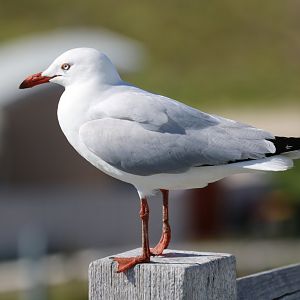 Silver Gull