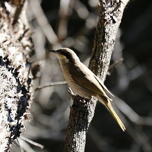 Singing Honeyeater