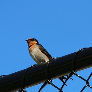 Welcome Swallow