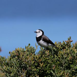 White-fronted Chat