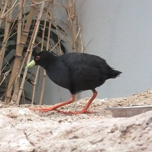 Black Crake