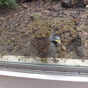 Inquisitive Barred Buttonquail