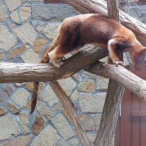 Tree Kangaroo
