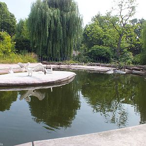 Hippo and Pelican Enclosure