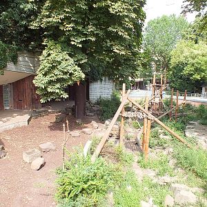 Mixed Enclosure for Spectacled Bears and Coatis