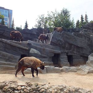 Enclosure for Takin and Himalayan Tahr