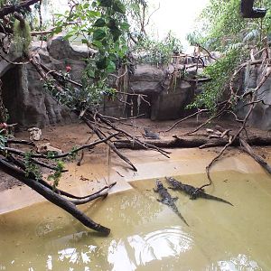 Spectacled Caiman and Iguana Enclosure