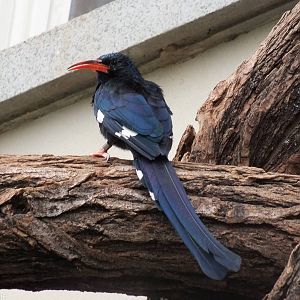 Green Woodhoopoe