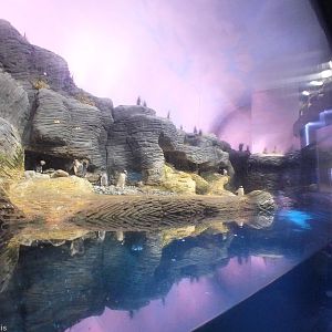 'Vriesland' Penguin Enclosure