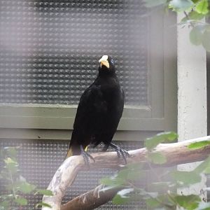 Crested Oropendola