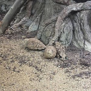 Chestnut-bellied Sandgrouse