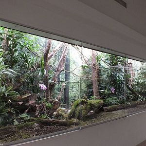 Goldie's Lorikeet Enclosure