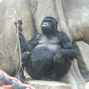 Eastern Gorilla 'Victoria'