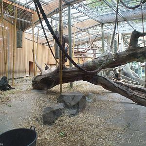 Gorilla Outdoor Enclosure