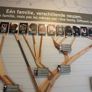 Primate Family Tree by Their Noses