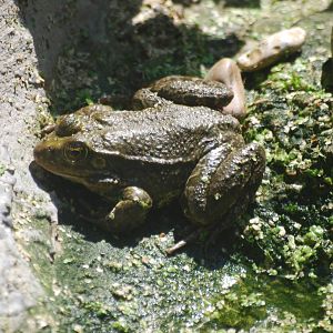 Marsh frogs