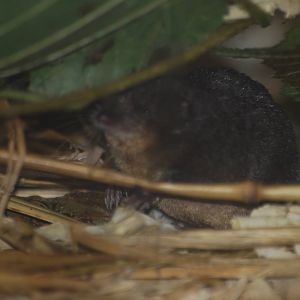 Eurasian water shrew