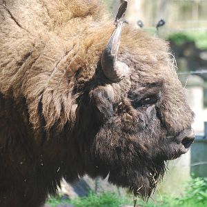 European bison