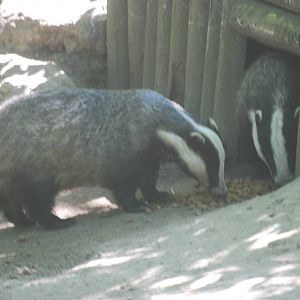 Eurasian badgers