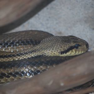 Four-lined snake