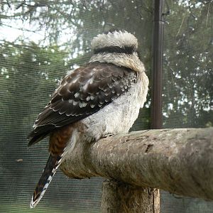 Laughing Kookaburra