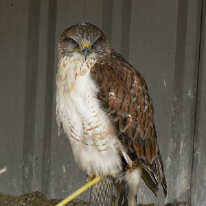 Ferruginous Hawk