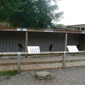 Bird Of Prey Mews