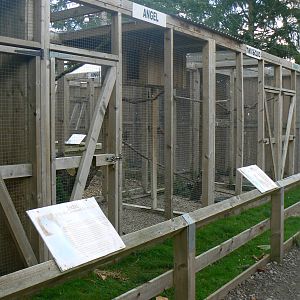Barn Owl Aviaries.