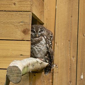 African Wood Owl