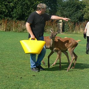 Red Deer Feeding