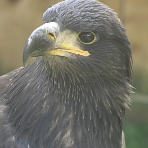 Golden Eagle