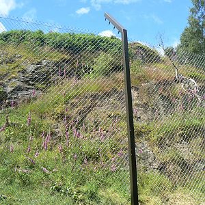 Construction On Future Snow Leopard Enclosure