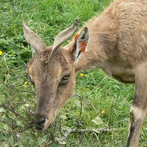 Female Markhor