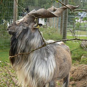 Male Markhor