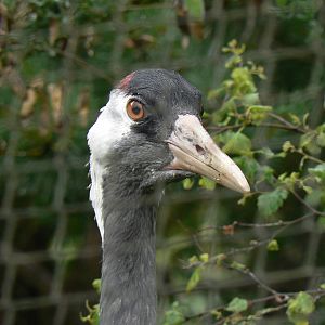 Eurasian Crane