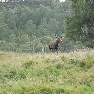 European Elk