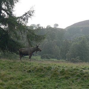 European Elk