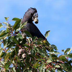 Red-tailed Black Cockatoo