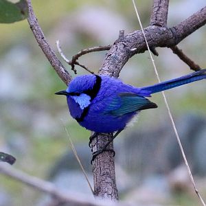 Splendid Fairy-wren