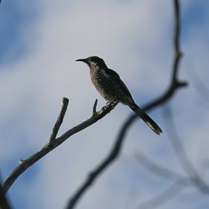 Western Wattlebird