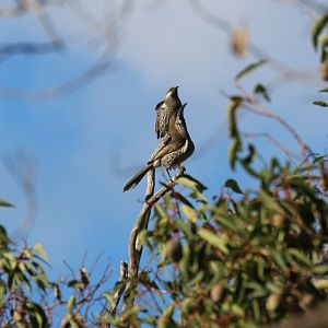 Western Wattlebirds