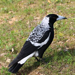 Western Magpie