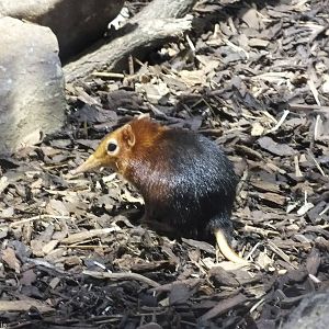 Black-and-rufous Giant Sengi