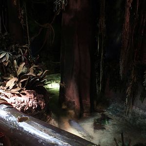 View - Rainforest Section