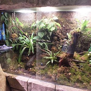 Poison Dart Frog Tank - Rainforest Section