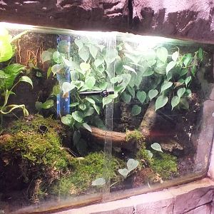 Another Poison Dart Frog Tank - Rainforest Section