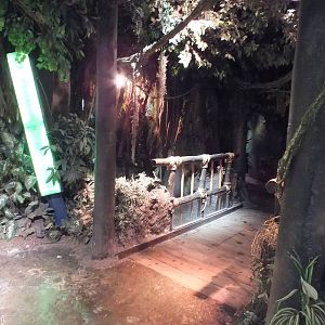 View of Bridge Over a Pond - Rainforest Section